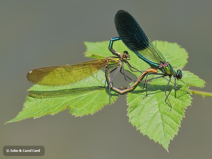 IMG_0935 Calopteryx xanthostoma in cop.JPG